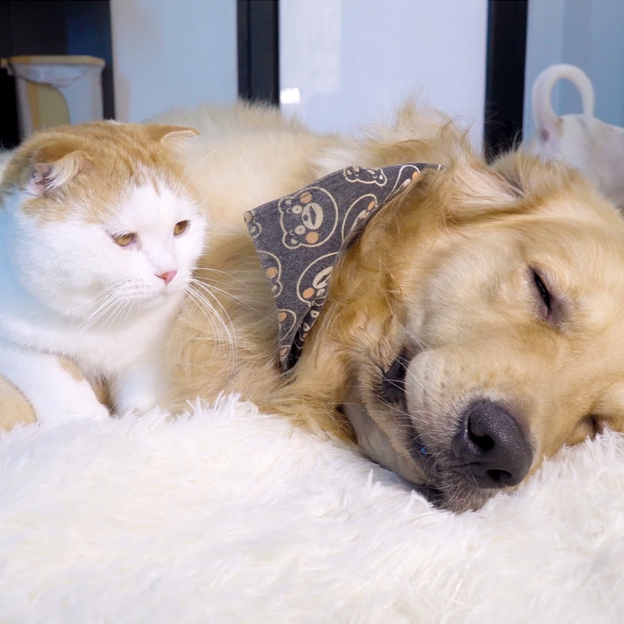 Toby & Pi Family.jpg