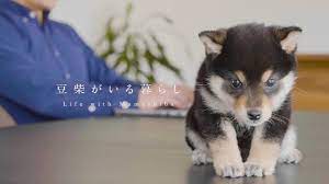 豆柴がいる暮らしLife with Mameshiba.jpg