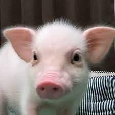 100日後に食われるブタ - Eaten Pig after 100 days.jpg