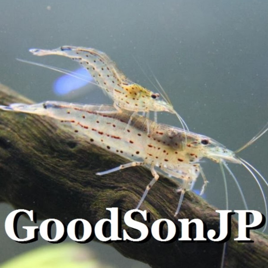 GoodSonJP.jpg