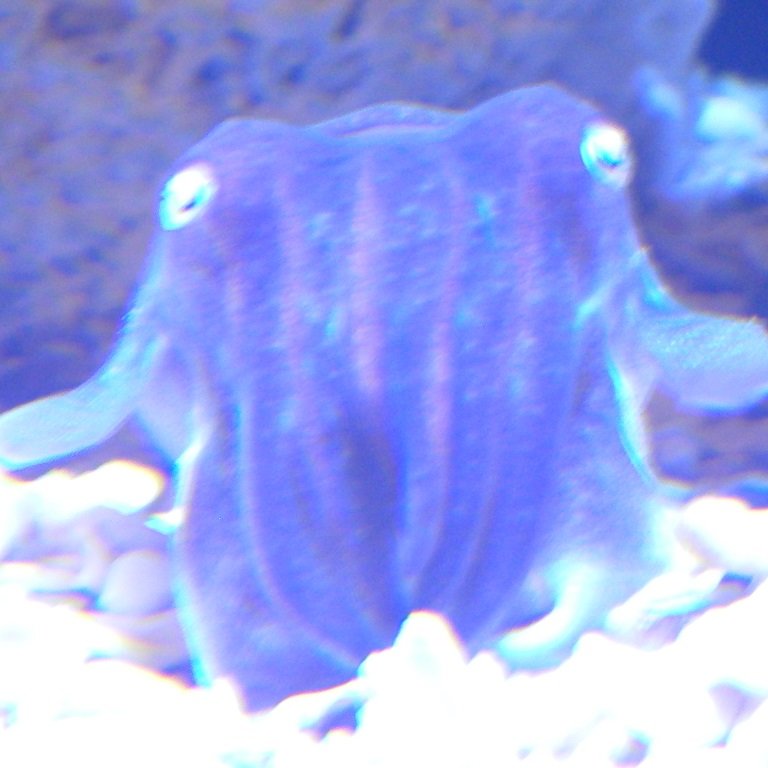Kakapon Supopon.jpg