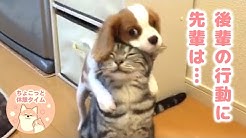 PECOチャンネルさん【癒やしのペット動画】.jpg