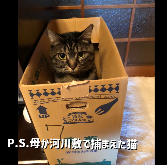 よめ子.jpg