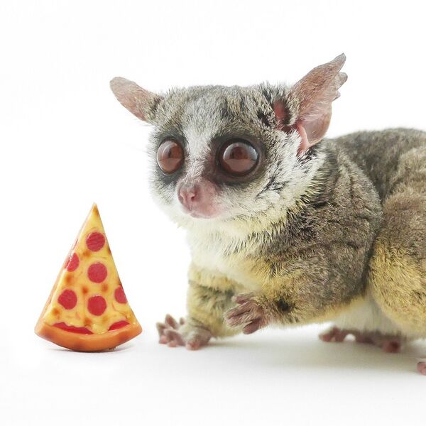 ファイル:ピザトル PIZZATORU.jpg