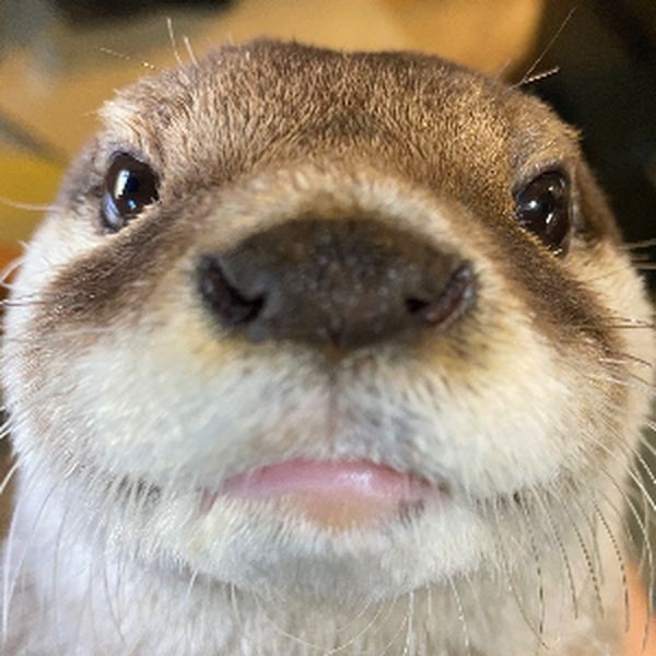 ファイル:Aty.jpg